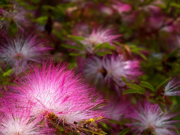 Pink powderpuff — Stock Photo, Image