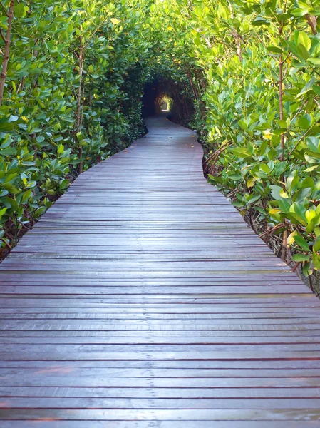 Tunel drzew — Zdjęcie stockowe