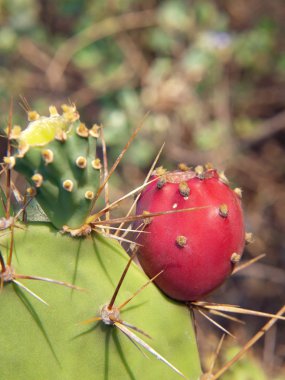 Opuntia kaktüsü.