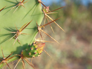 Opuntia kaktüsü.