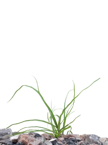 Vilda grönt gräs — Stockfoto
