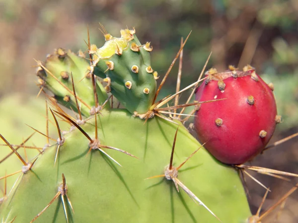 Opunzia cactus — Foto Stock