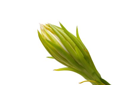 Dragon fruit flower bud clipart