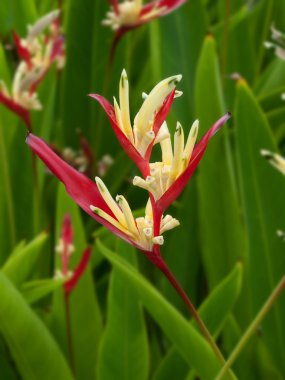 heliconia