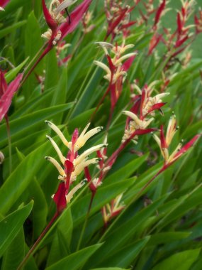 heliconia