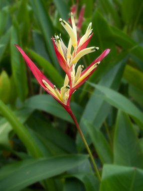 heliconia