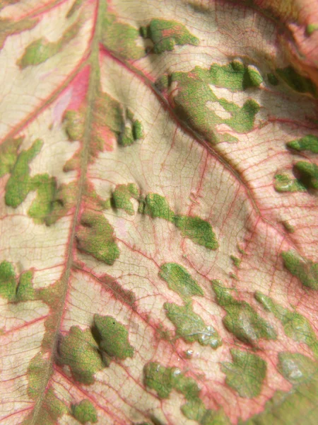 Caladium leaf — Stock Photo, Image