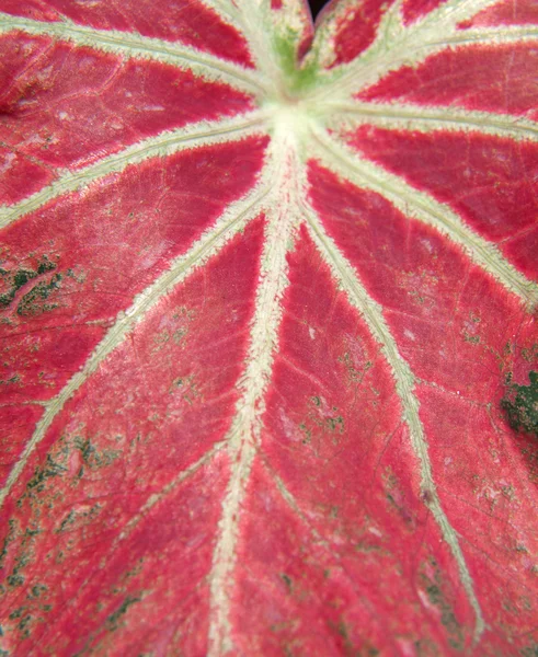 Caladium blad — Stockfoto