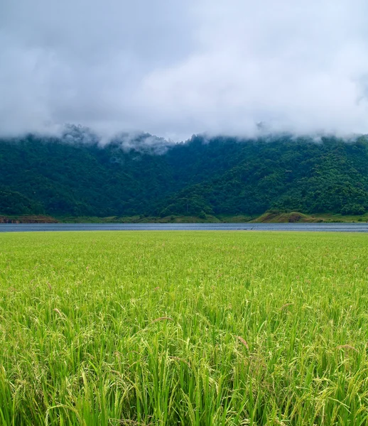 Reisfeld mit nebligem Berg — Stockfoto