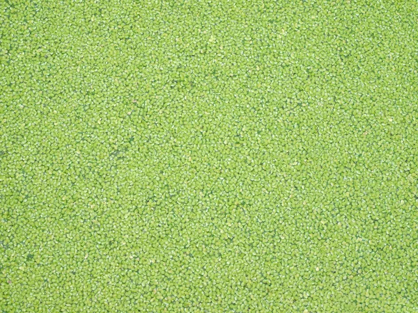 Maleza de pato verde — Foto de Stock