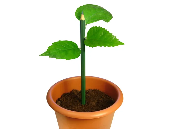 Stock image Flowerpot