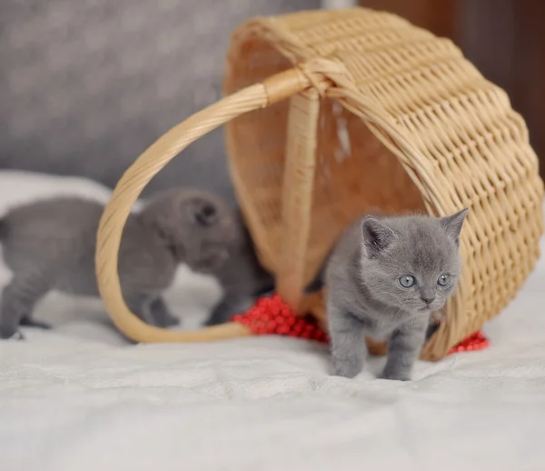 Kittens and basket — Stock Photo, Image