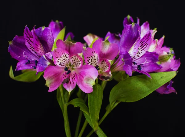 stock image Bouquet