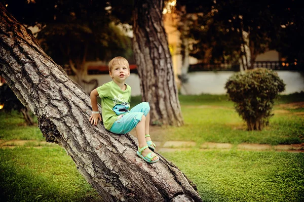 Хлопчик на дереві — стокове фото