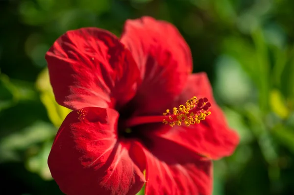 stock image Red flower