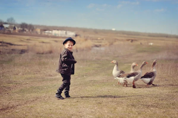 The boy grazes geese — Stock Photo, Image