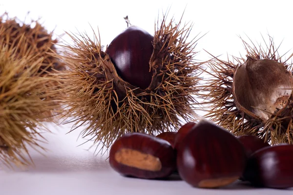 stock image Chestnut burs, isolated on a white background