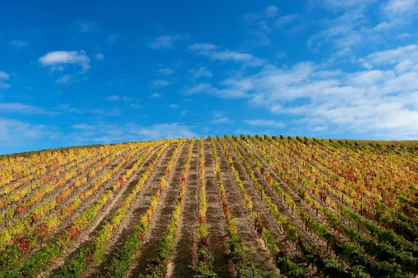 stock image Beautiful Vineyard Landscape with a blue sky