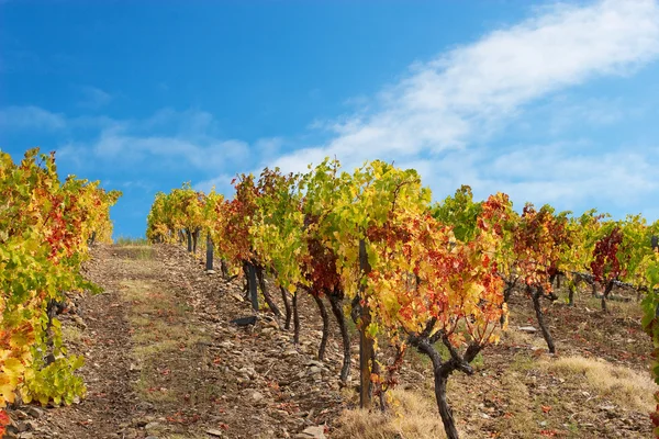 stock image Beautiful Vineyard Landscape