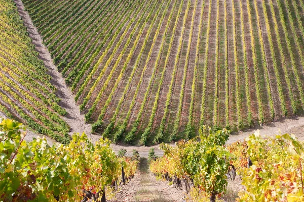 Mooie wijngaard landschap — Stockfoto