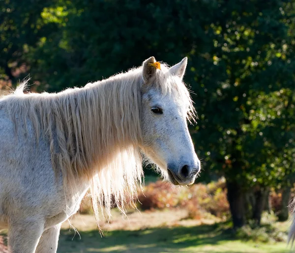 stock image White pony in field