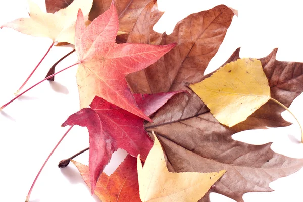 stock image Autumn leaves