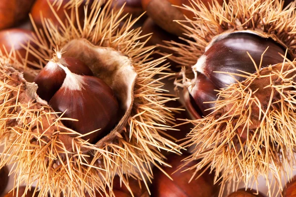 stock image Chestnut burs