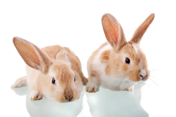 Δύο όμορφα bunnies, απομονωμένα σε λευκό, studio που γυρίστηκε — Φωτογραφία Αρχείου