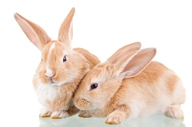 iki güzel tavşanlar