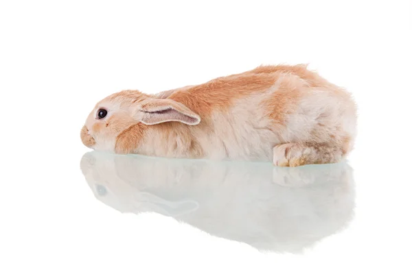 躺在美丽的兔子 — 图库照片