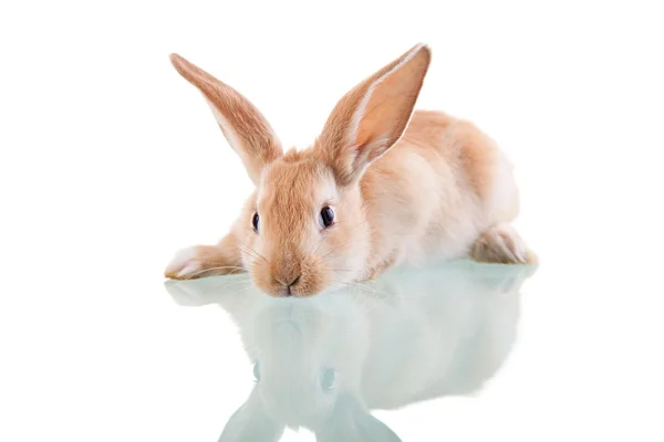 Beautiful bunny lying opposite Royalty Free Stock Images
