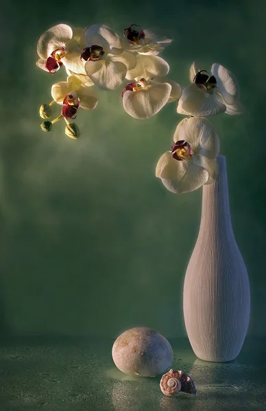 Bodegón "orquídea " Fotos De Stock