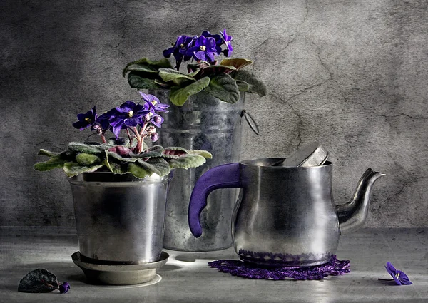 Martwa natura z dzbanek do herbaty i fiolet Zdjęcie Stockowe