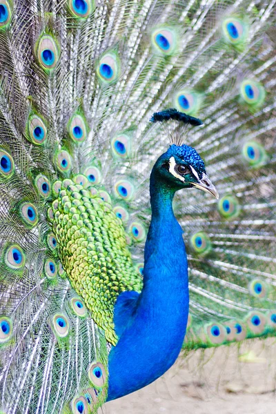 Tüyleriyle peacock — Stok fotoğraf