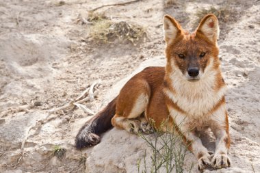 A Dhole clipart