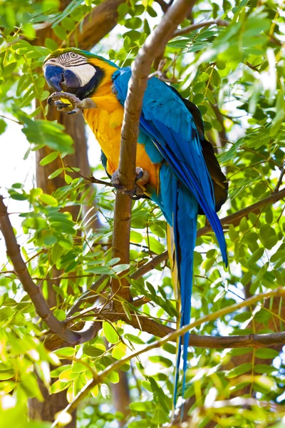 Parrot portrait — Stock Photo, Image