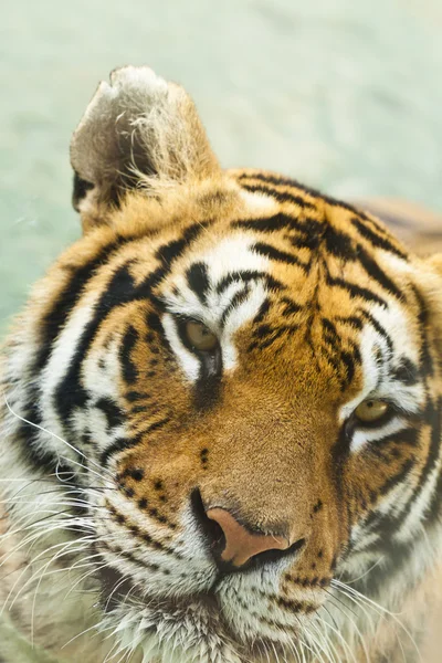 Siberian tiger — Stock Photo, Image