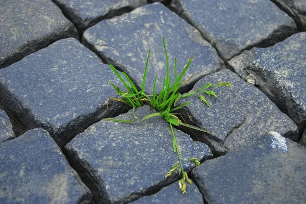 stock image The grass on the road