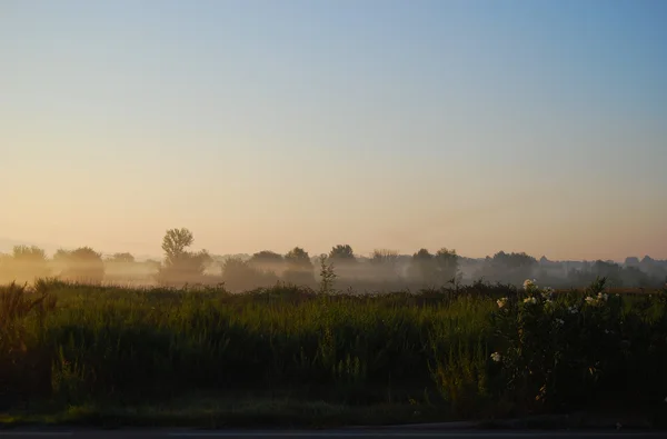 stock image Fog in beams of a rising sun above a field at a roadside