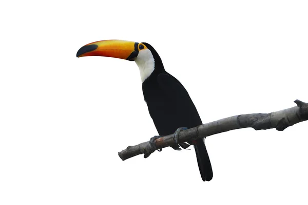 Utskuren toucan Royaltyfria Stockbilder