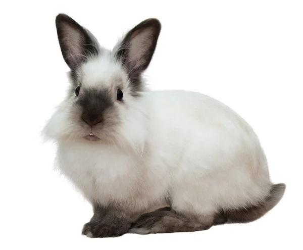 Biały królik Zdjęcia Stockowe bez tantiem
