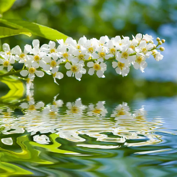 Belleza primavera flores — Foto de Stock