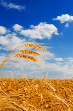 Golden wheat in the blue sky background clipart