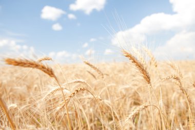 Golden wheat field and blue sky background clipart