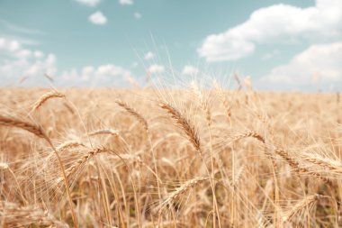 Golden wheat in the blue sky background clipart