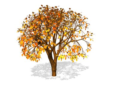 Tree isolated in white clipart