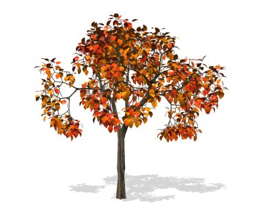 Tree isolated in white clipart