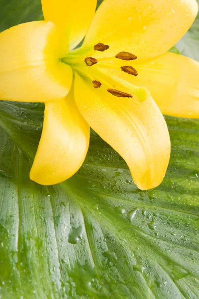 Gelbe Lilie auf dem grünen Blatt — Stockfoto