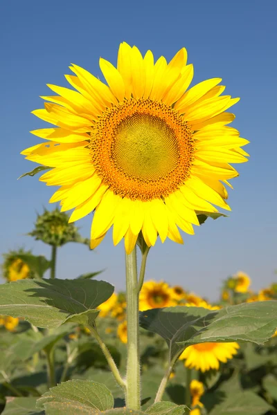 Amazing sunflowers and blue sky background — Stock Photo, Image