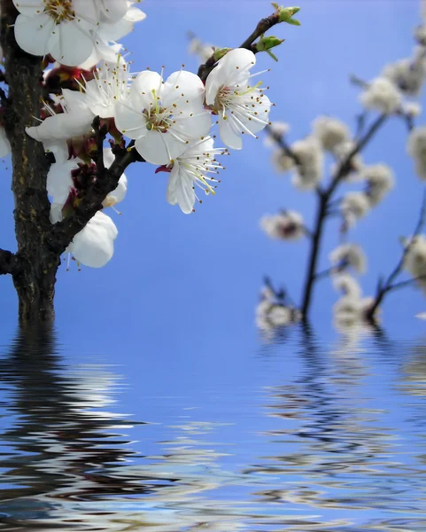 Wiosenne piękno — Zdjęcie stockowe